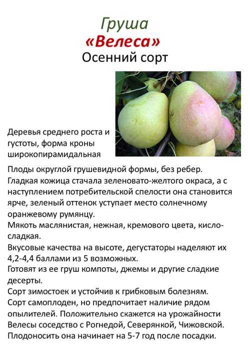 Груша "сказочная": описание сорта, фото, отзывы