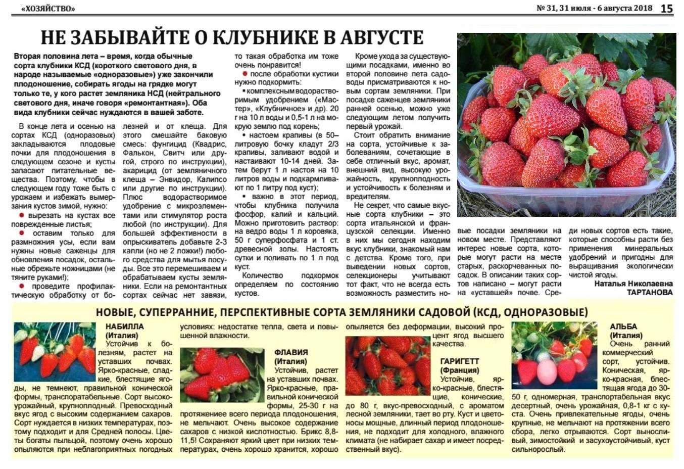 Обрезка клубники летом после сбора урожая: уход в июле и августе