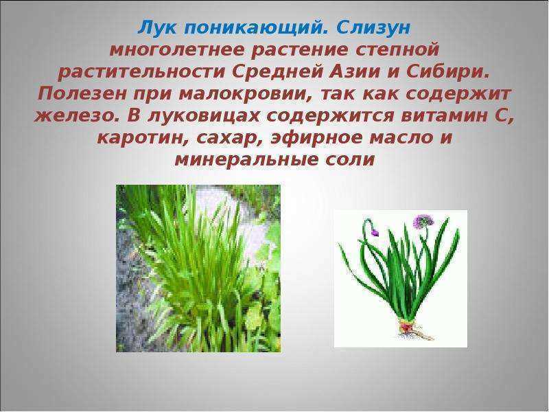Лук-слизун: уход, выращивание, польза