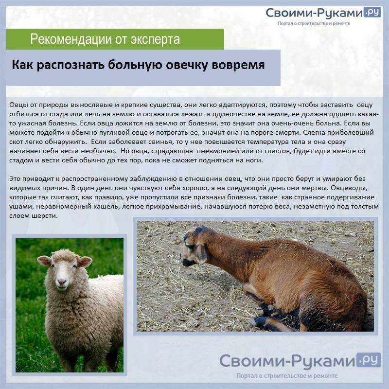 Овца животное. описание, особенности, виды, образ жизни и среда обитания овцы