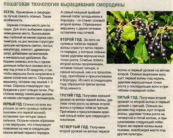 Шелковица. секреты выращивания тутовника в средней полосе и подмосковье