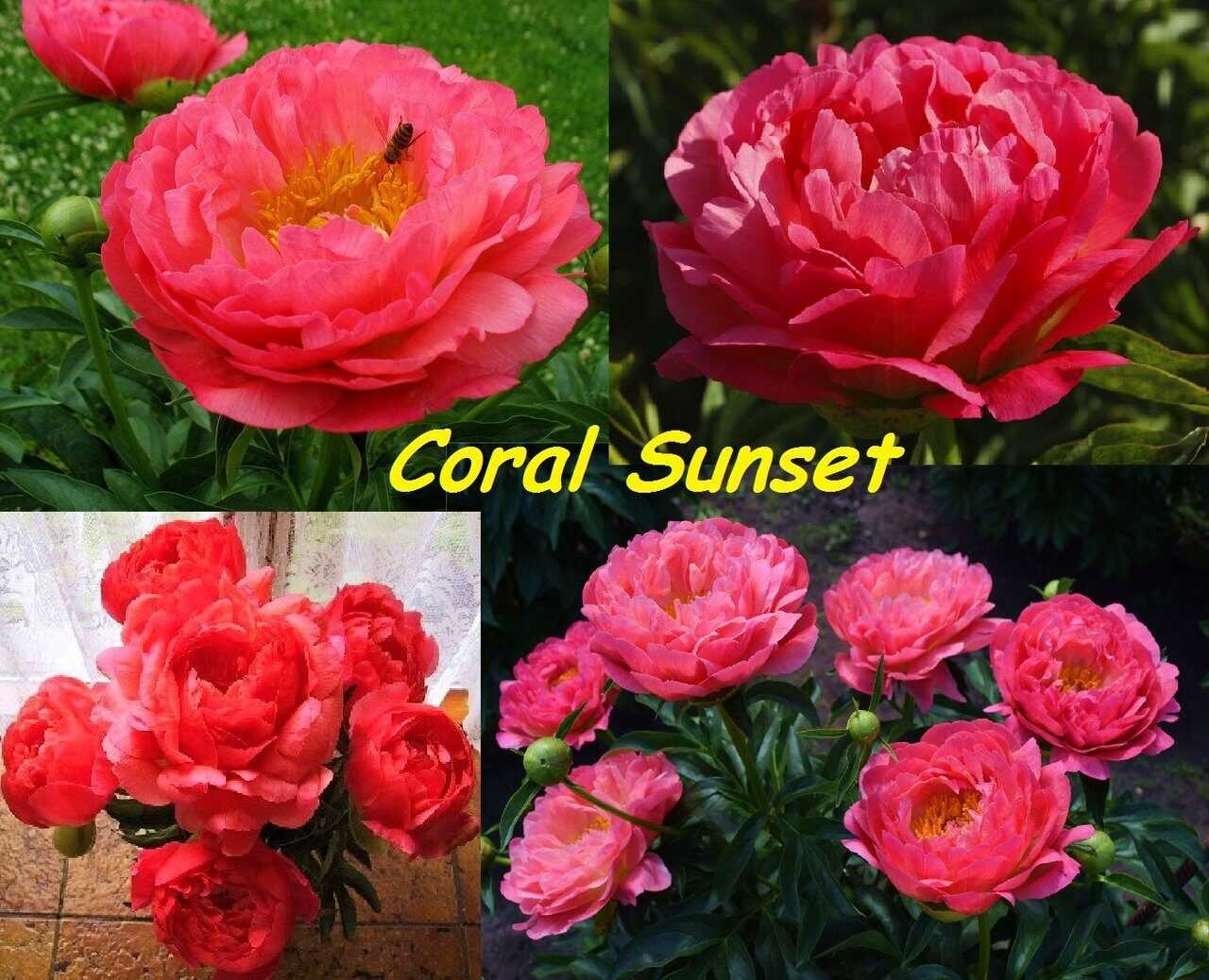 Молочноцветковый травянистый пион coral charm (корал чарм)