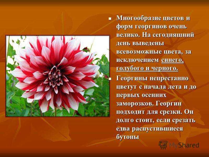 Георгины (70 фото) - виды, уход и выращивание