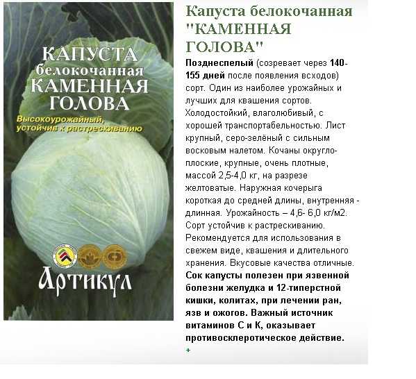 Капуста каменная голова: описание и характеристика сорта, достоинства и недостатки, особенности посадки и ухода + фото и отзывы