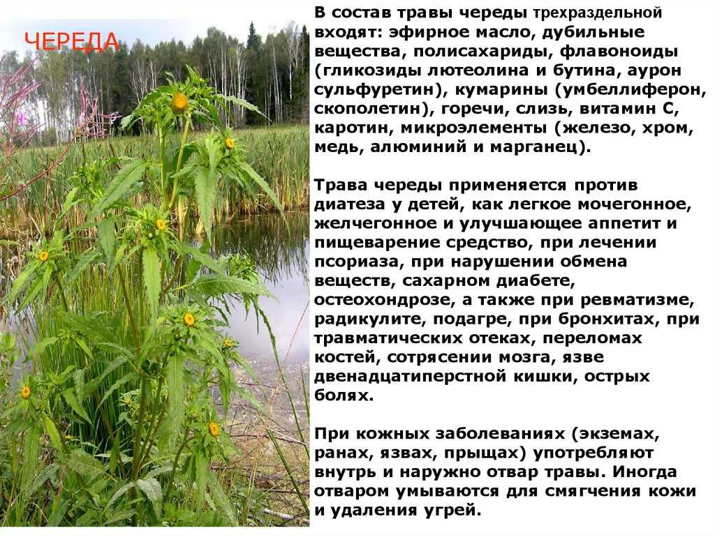 Череда лечебные свойства и противопоказания
