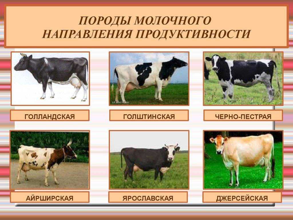 Породы молочного и мясного крупного рогатого скота — подробное описание и фотографии
