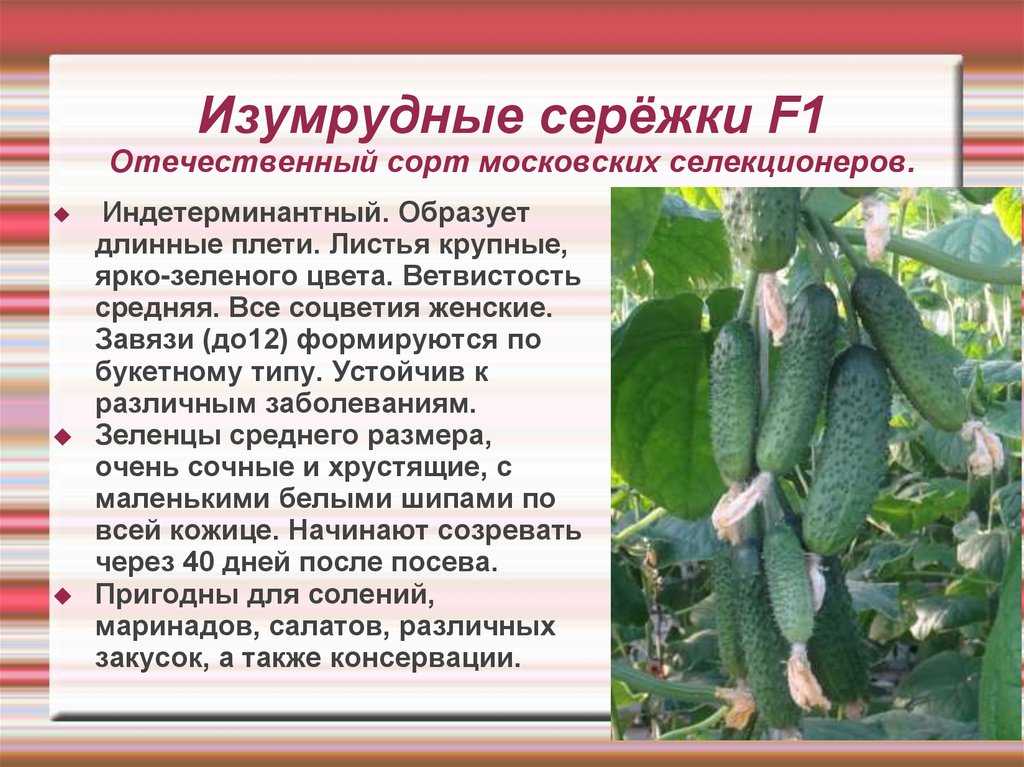 Огурцы изумрудные сережки: отзывы, фото куста, урожайность и описание сорта