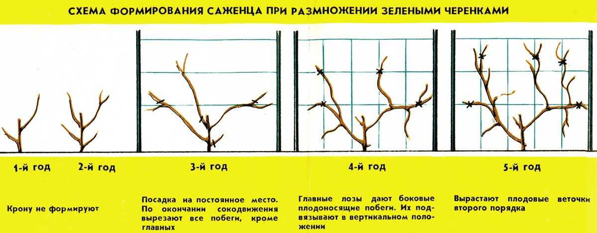 Актинидия: посадка и уход, описание выращивания, виды: коломикта и аргута, фото
