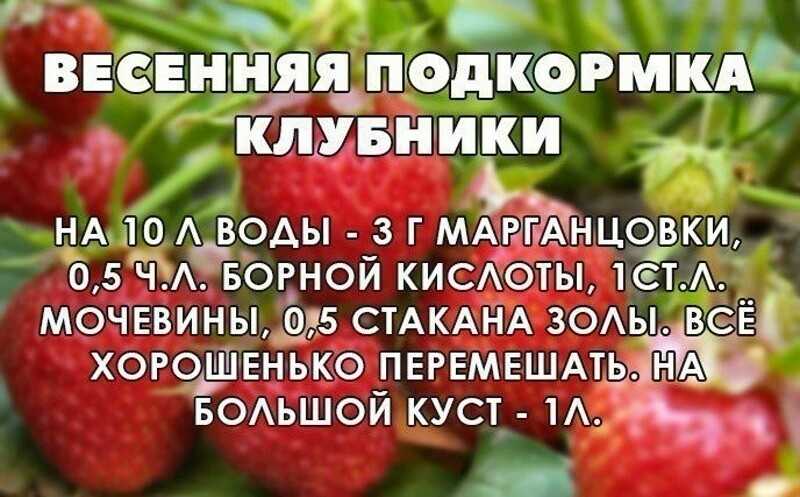 Народные средства для подкормки клубники во время цветения: зола, борная кислота, йод