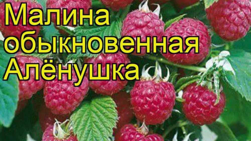 Малина сорт вера - описание, посадка, уход, отзывы