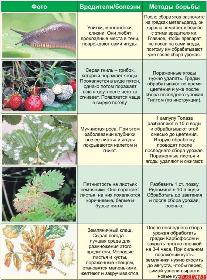 Клубника мармелада – альтернатива многим известным сортам - всё о уходе и выращивании ягод: клубники, смородины, малины и других культур