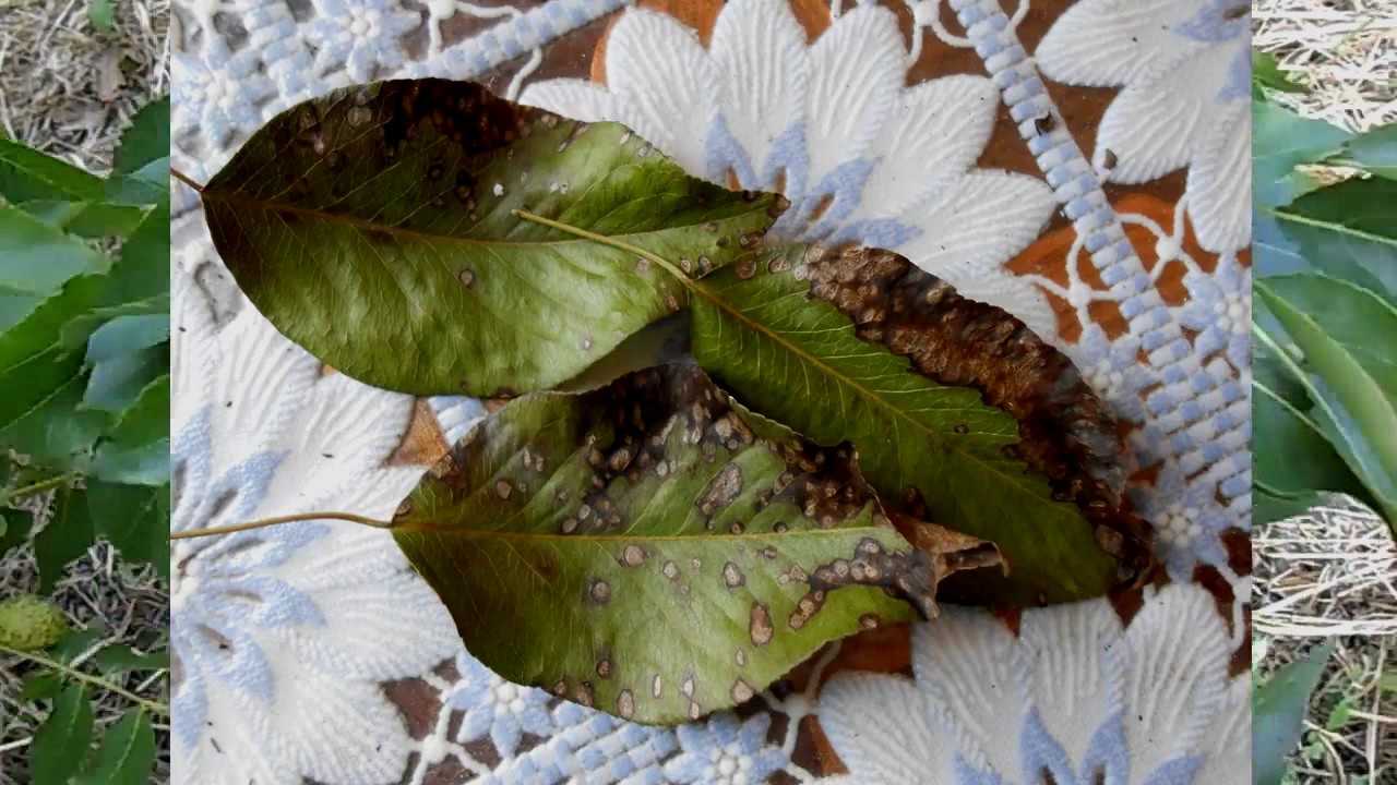Скрученные листья у груши: фото, почему закручиваются, что делать