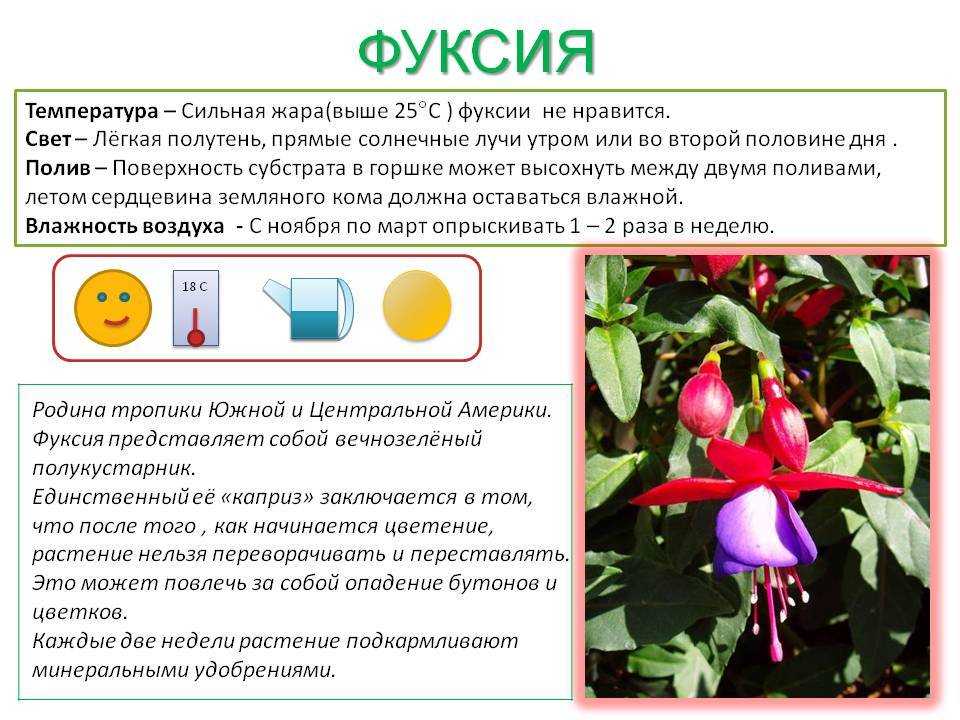 Лучшие сорта и виды фуксии