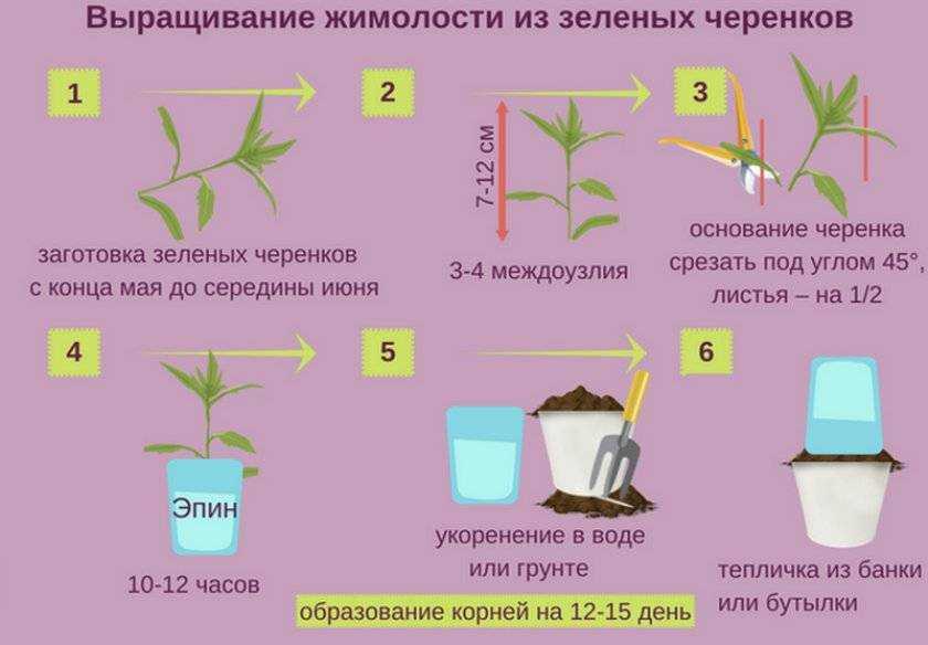 Выясняем благоприятное время для пересадки вишни