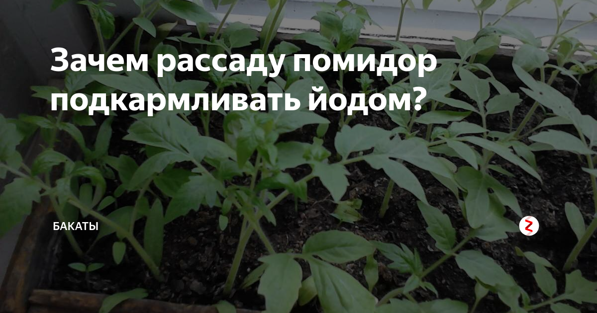 Рассада помидор после пикировки: сроки и способы подкормки
