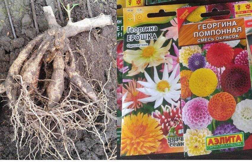 Георгины веселые ребята: посадка и уход, выращивание из семян, фото на клумбе