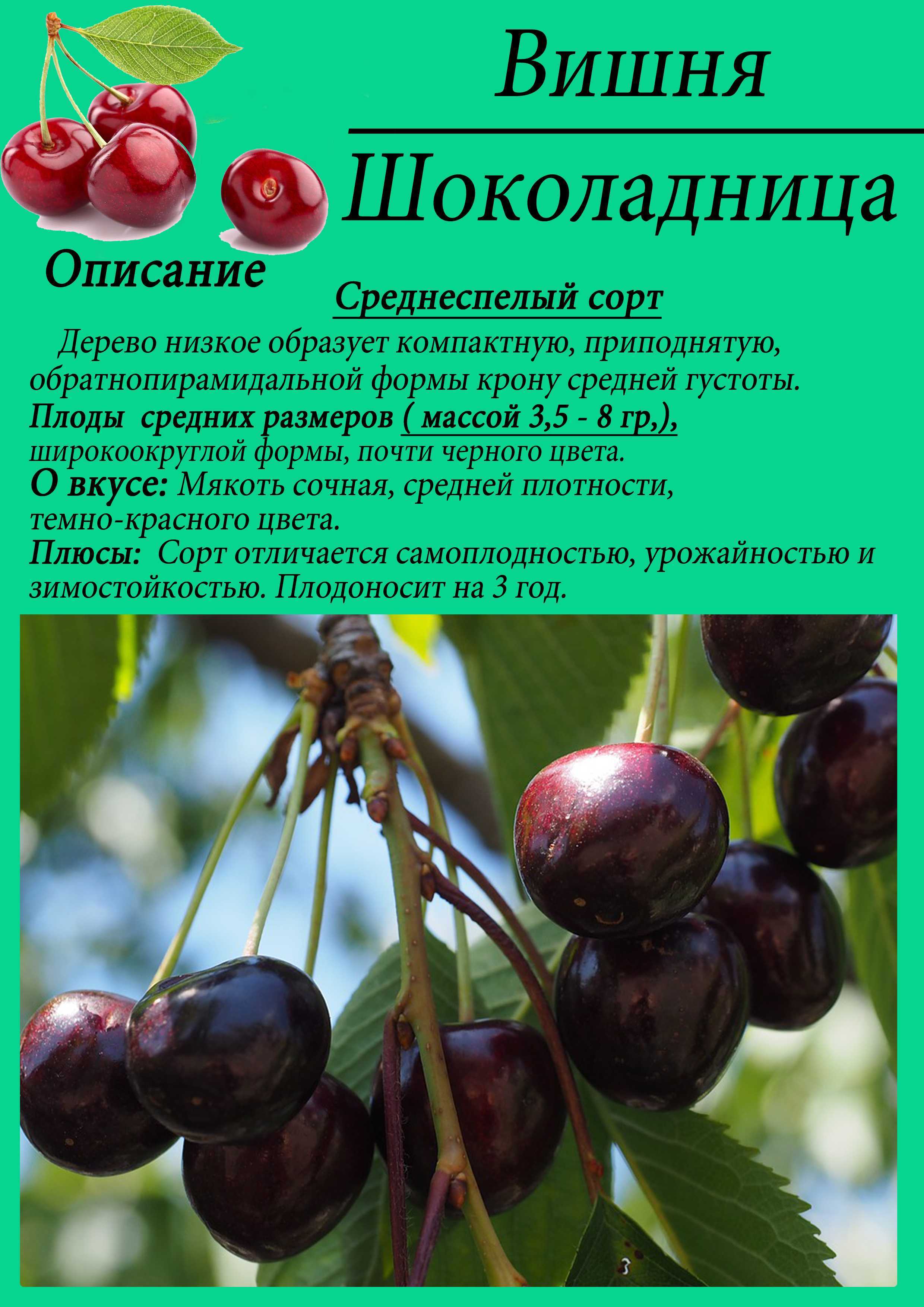 Опылители для чернокорки. сорт вишни чернокорка: описание и особенности ухода