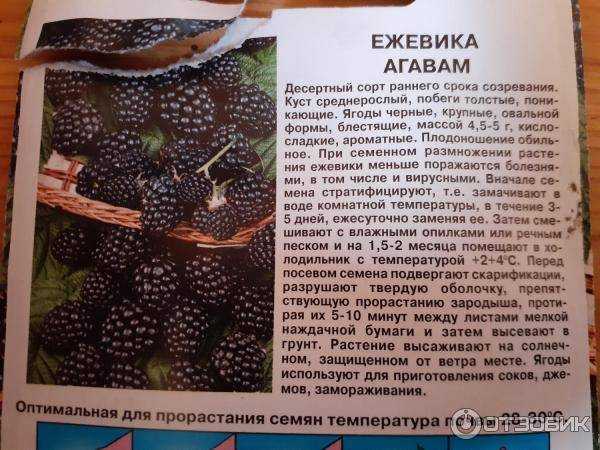Ежевика агавам: описание сорта, сроки созревания, отзывы