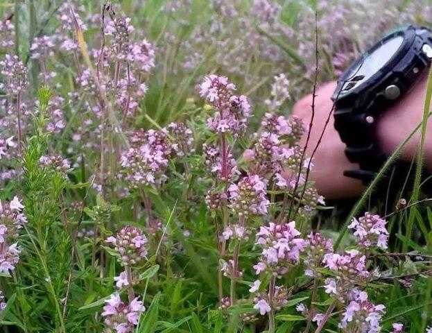 Чабрец – лечебные свойства и противопоказания, применение, фото
