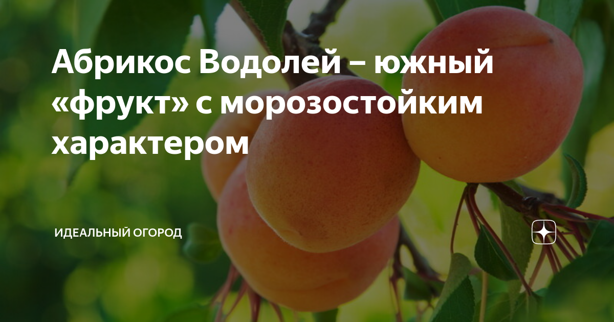 Описание сорта абрикоса царский