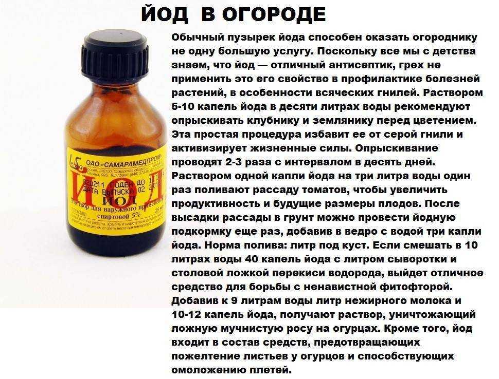 Желтеют листья у огурцов в теплице что делать чем обработать