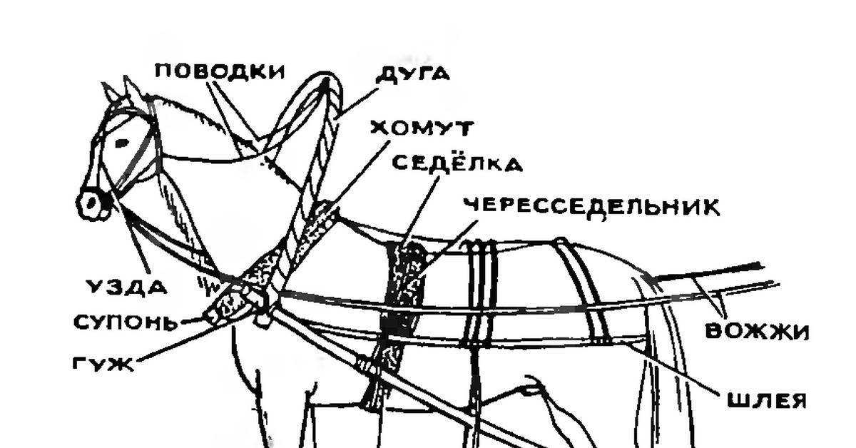 Запряженная лошадь: как правильно запрячь коня в сани и телегу?