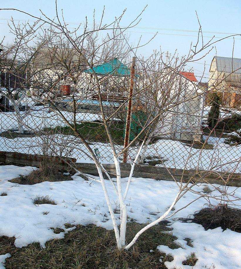 Вишня звездочка: описание сорта и характеристики, отличие от норд стар
