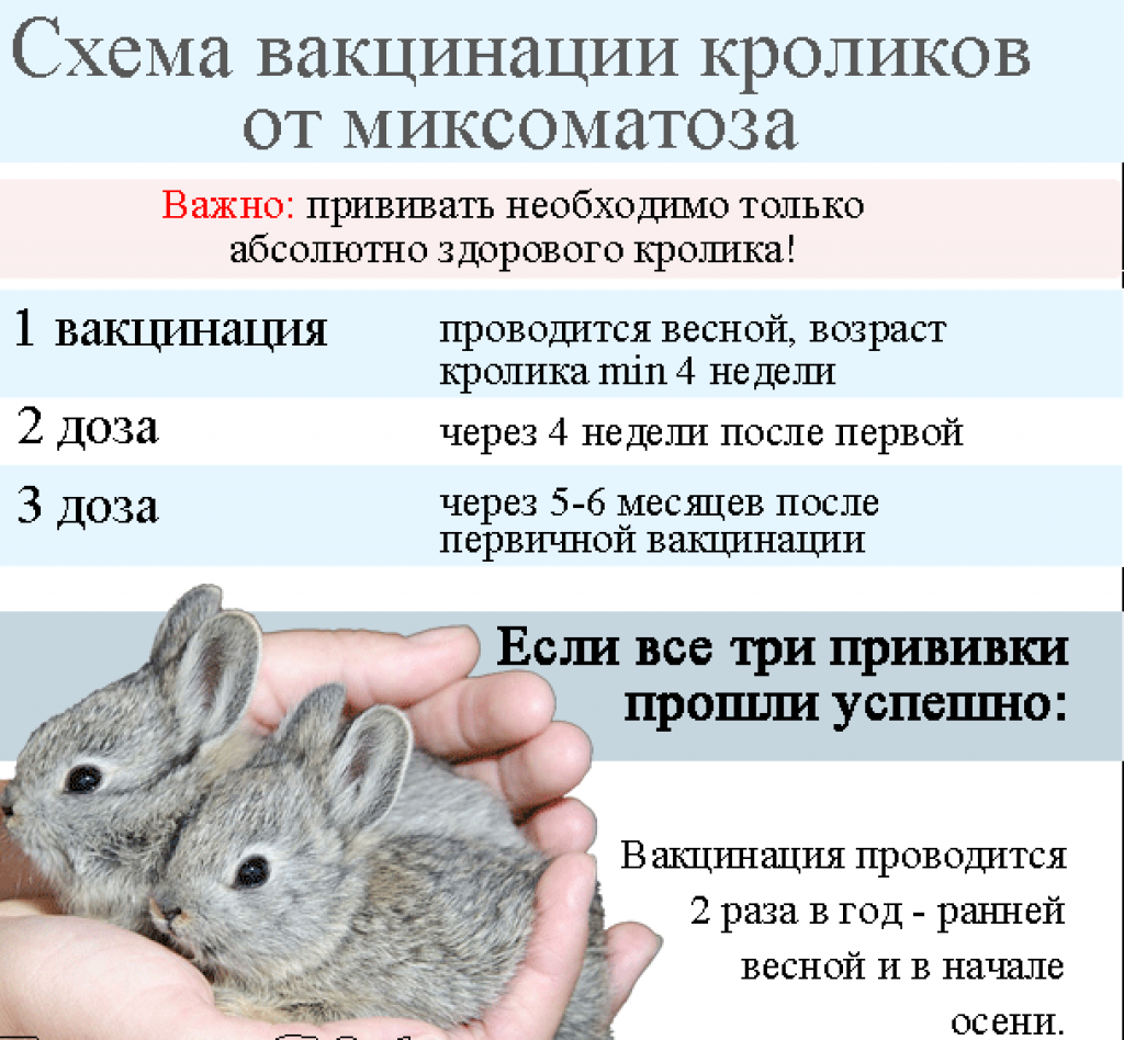 Почему болеют и дохнут кролики: симптомы, причины и заболевания, что делать и как лечить