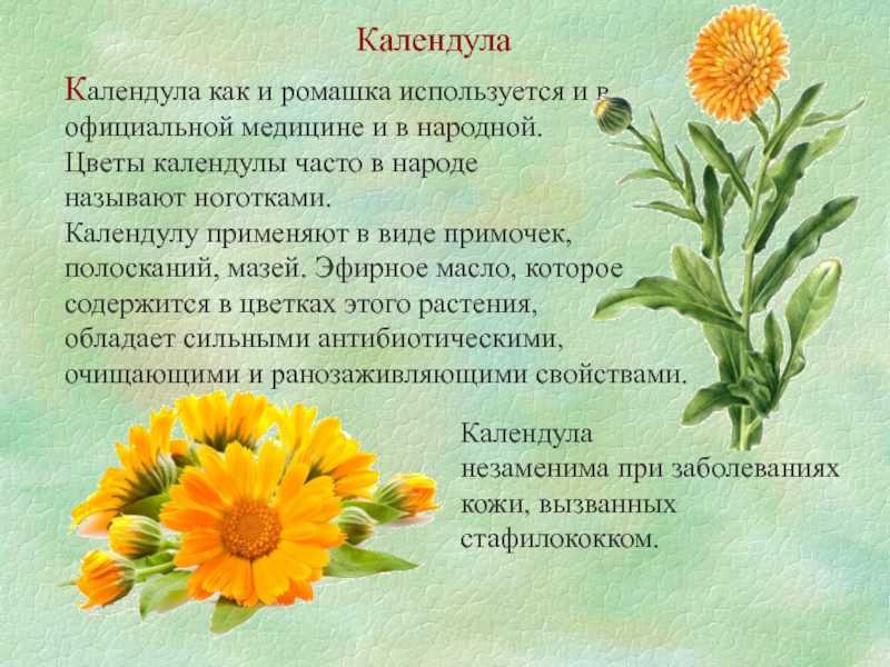 Календула – полезные свойства, применение, рецепты и лечение календулой - медицина на "добро есть!"