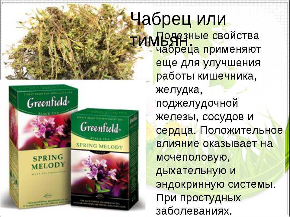 Чабрец (тимьян)🌿 12 лечебных свойств, польза и вред для организма