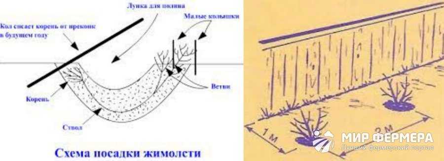 Жимолость посадка и уход в подмосковье