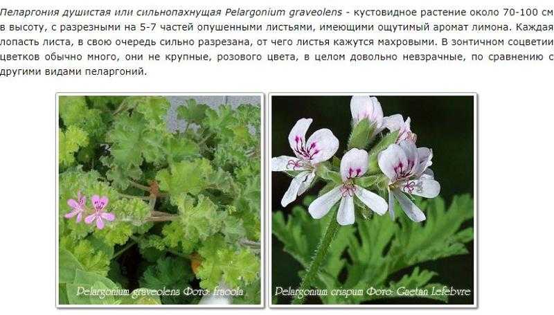 Домашняя (комнатная) герань или пеларгония — уход в домашних условиях