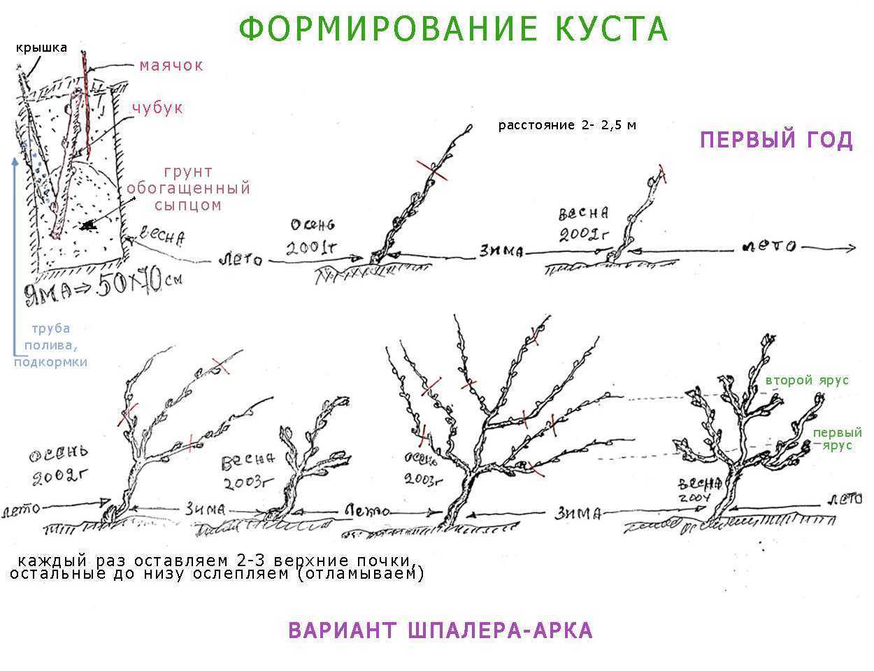Как обрезать виноград летом: правила, сроки, советы начинающим