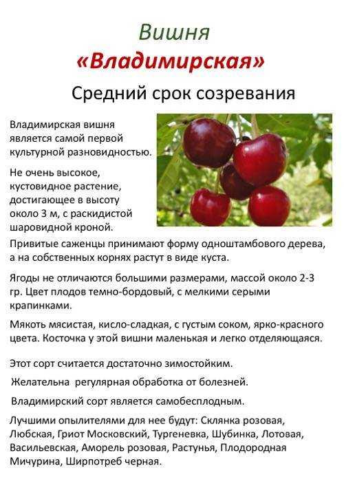 Вишня ночка: описание сорта, фото, отзывы, размеры, морозостойкость