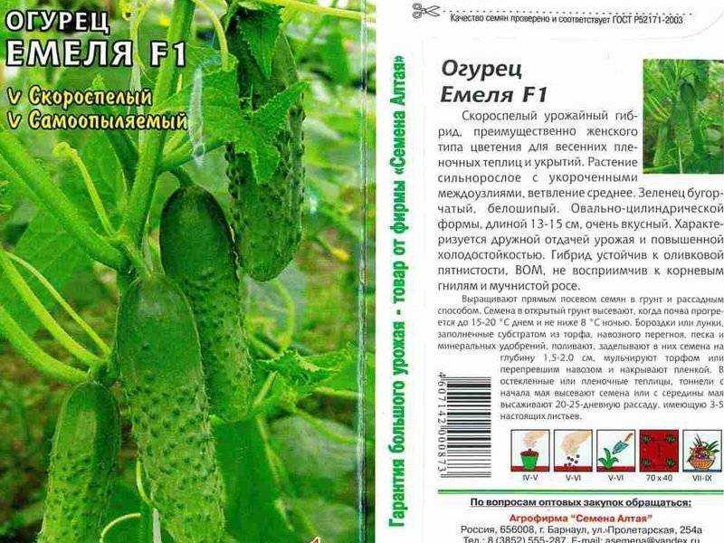 Огурец лютояр f1: отзывы и описание сорта, технология выращивания, уход и урожайность