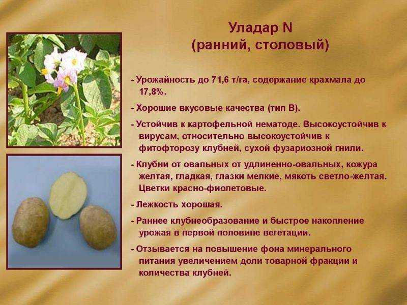 Уладар: описание семенного сорта картофеля, характеристики, агротехника