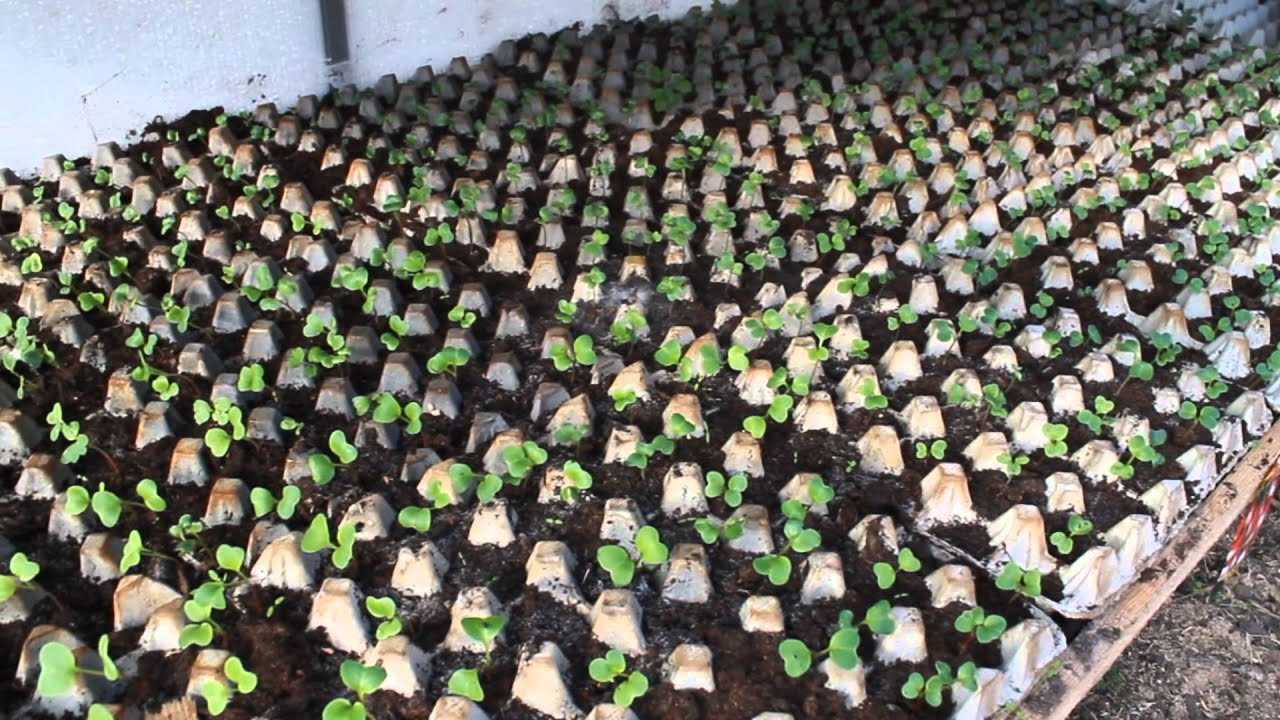 Когда и как сажать редиску весной 2022