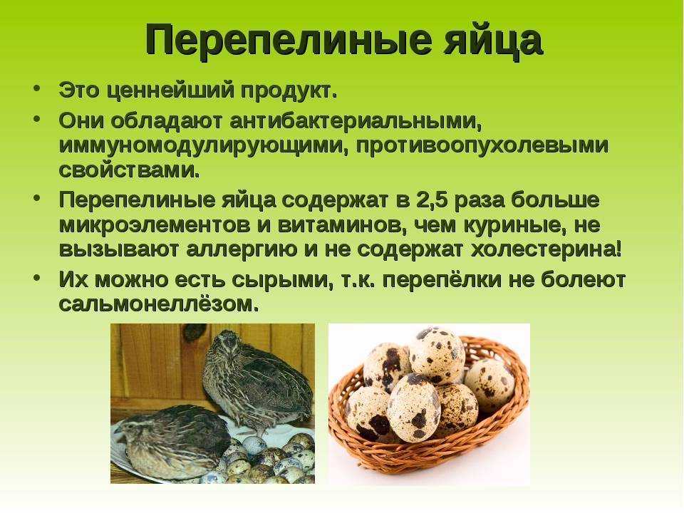 Когда начинают нестись перепела, сколько яиц в день, с какого возраста, когда перестают