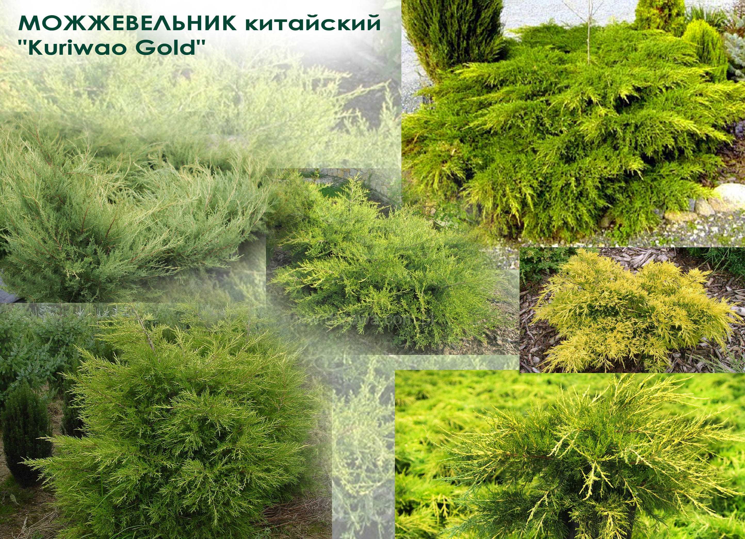 Сорта можжевельника (23 фото)