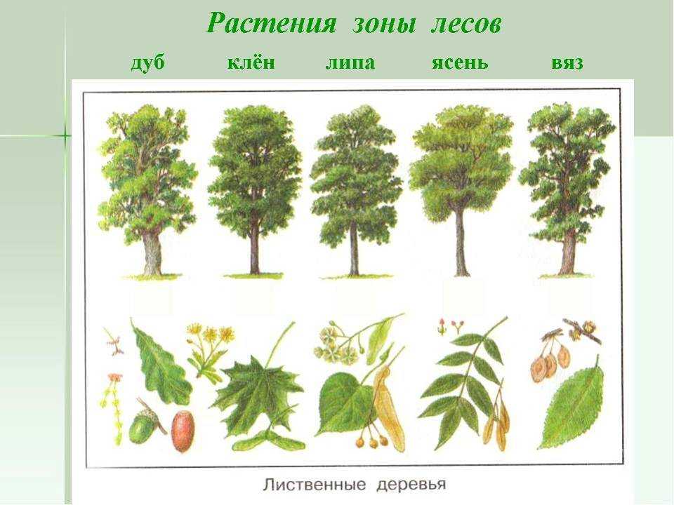 Светлогорск – лиственничный парк и вокруг - trip2trip