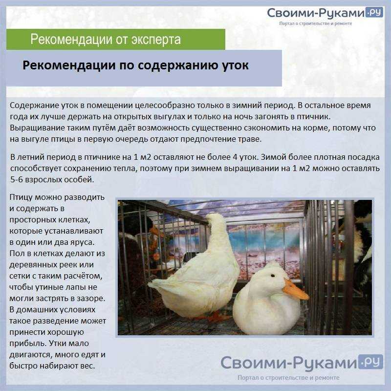 Разведение, содержание индоуток и уход за ними в домашних условиях