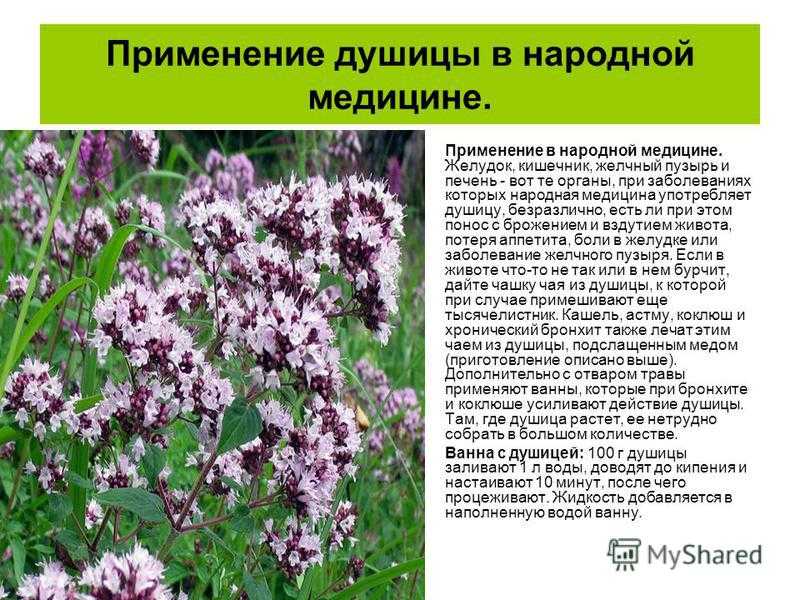 Золототысячник: лечебные свойства и противопоказания, применение травы, польза и вред обыкновенного, в народной медицине