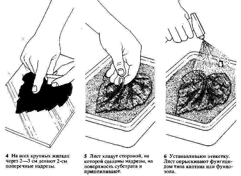 Бегония вечноцветущая: описание, посадка, уход | 60 фото