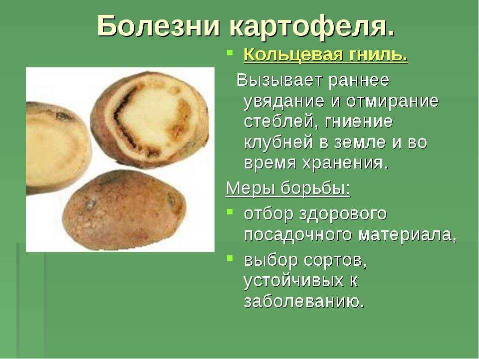 ? монилиоз яблони: лечение и другие меры борьбы