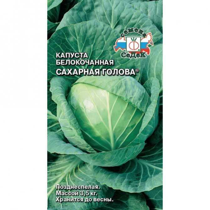 Капуста сахарная голова - подробное описание сорта с фото