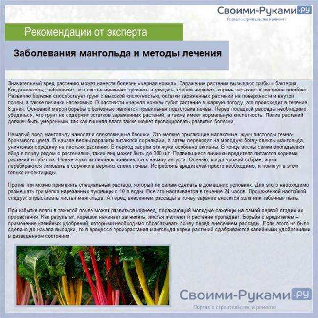 Все о мангольде: что это за растение, выращивание и уход в открытом грунте