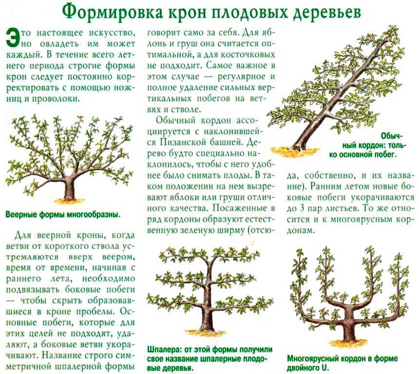 Обрезка кустов смородины и крыжовника весной, летом, осенью: когда обрезать и как правильно это делать