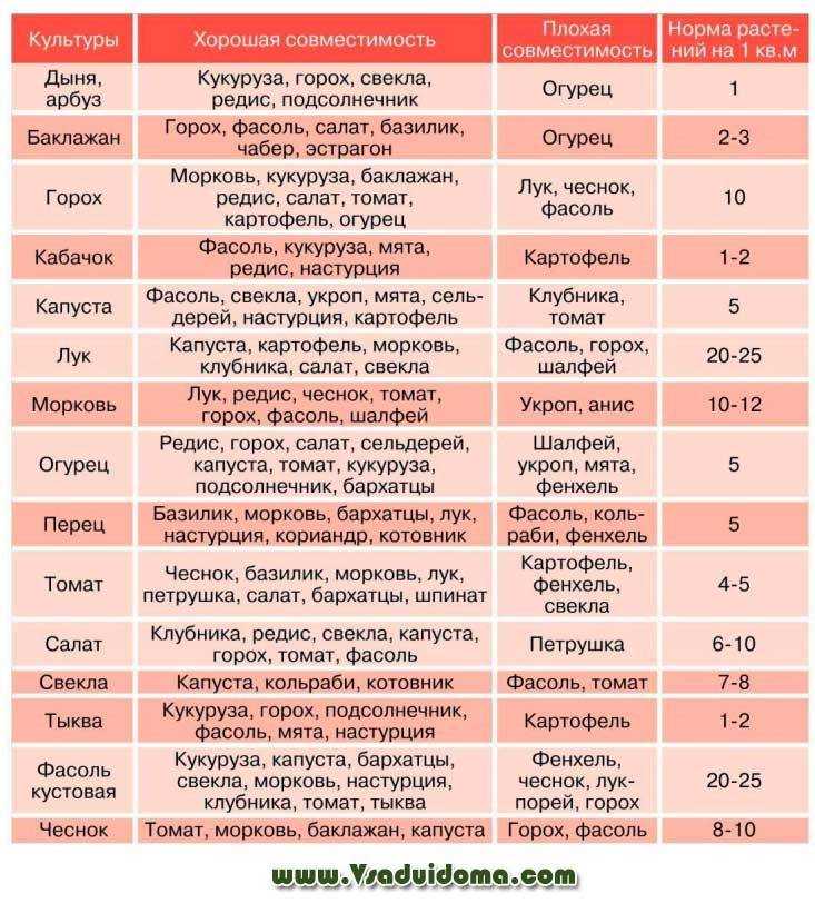 После чего можно сажать баклажаны на следующий год и с чем рядом на одной грядке, какие другие овощи — лучшие соседи и предшественники в открытом грунте и теплице?