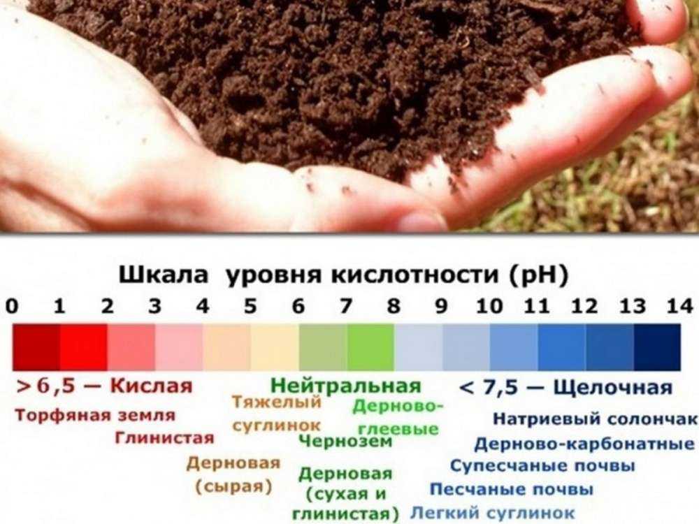 Как сделать почву кислой для гортензии: чем поливать для подкисления