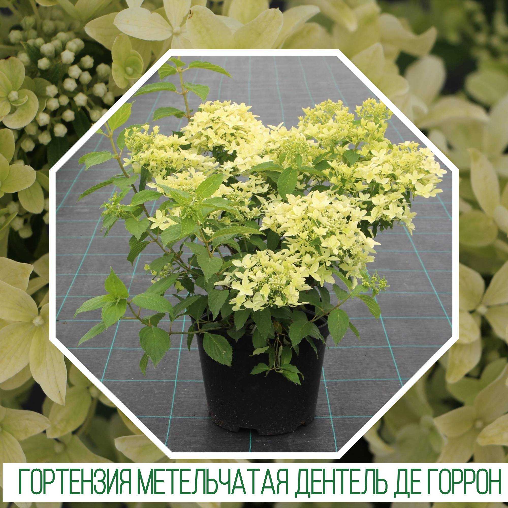 Гортензия дентель де горрон (dentelle de gorron): отзывы